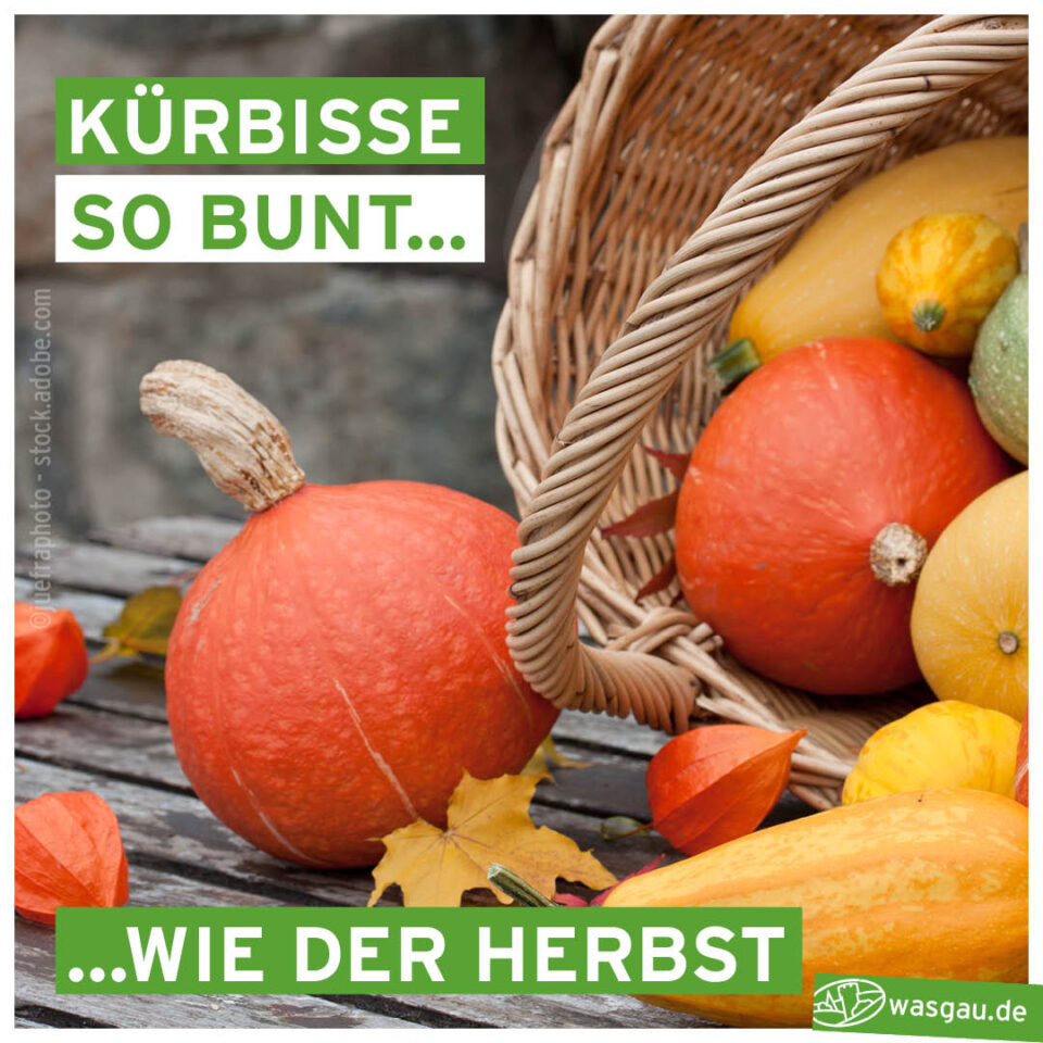 Mit WASGAU den Herbst genießen und Kürbis und Kastanien aus der Pfalz genießen.