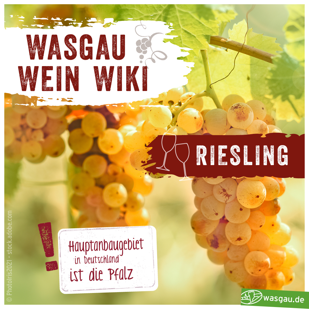 Wein-Tipp von WASGAU: Riesling aus der Pfalz