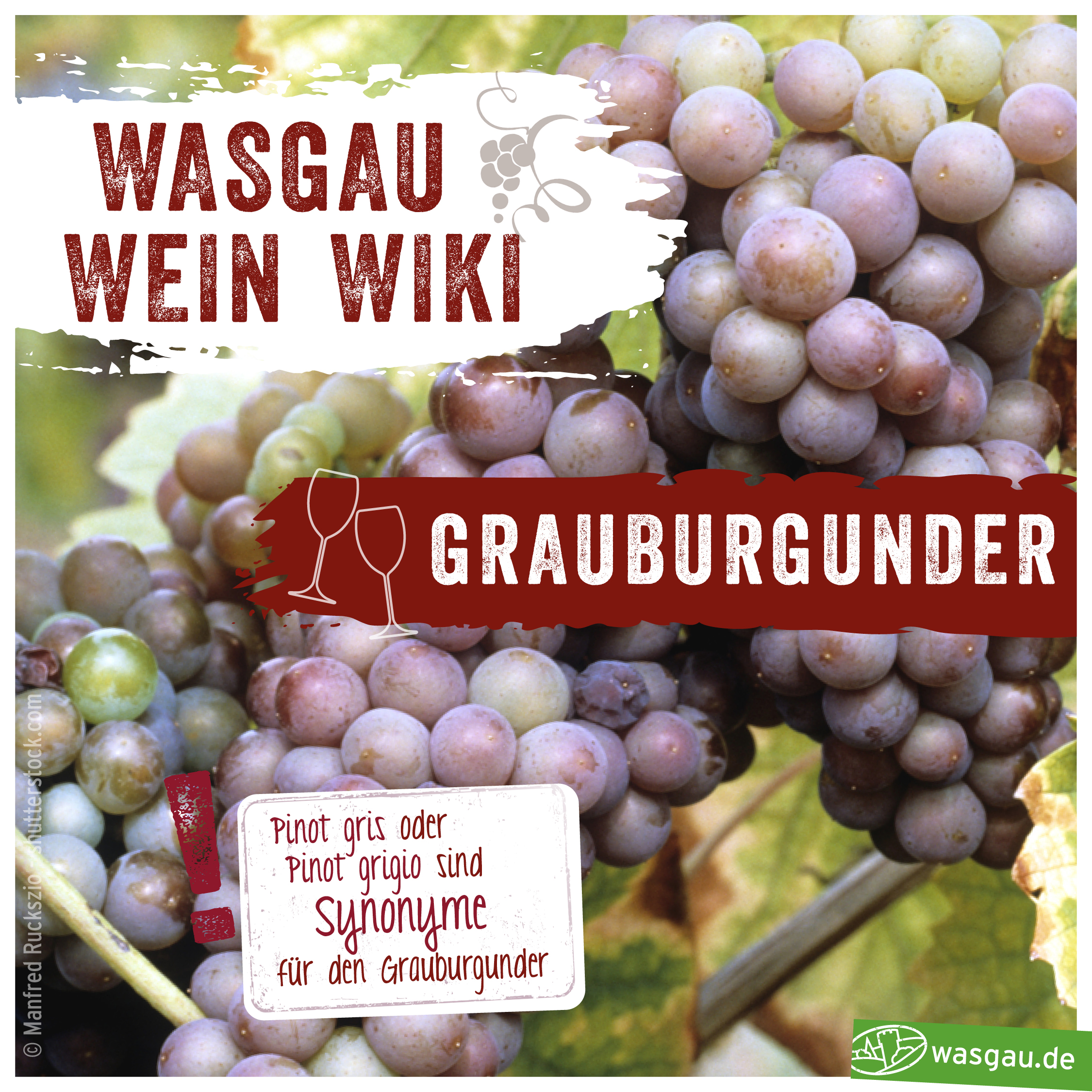 Grauburgunder kurz erklärt mit dem WASGAU Wein Wiki