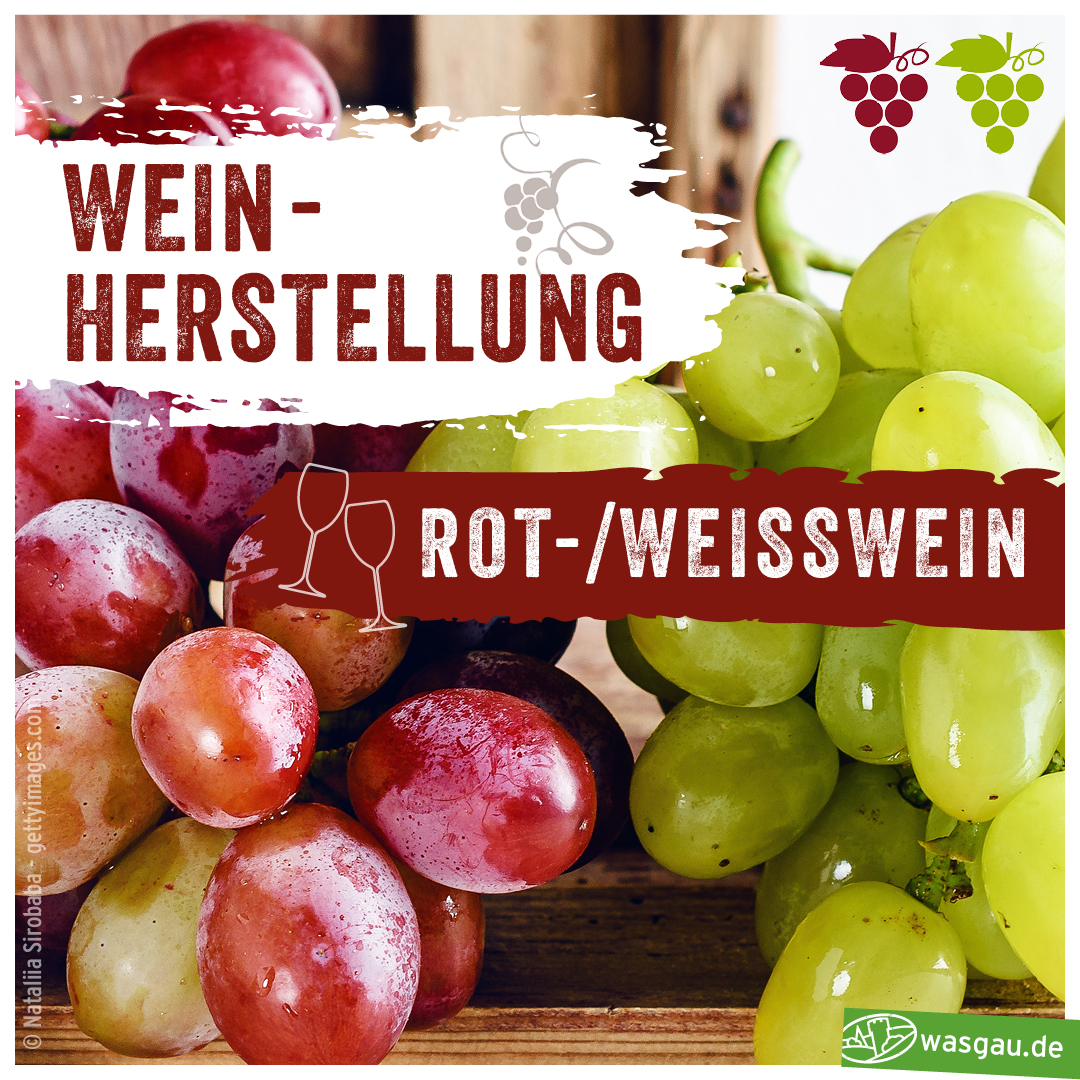 WASGAU Wein Wiki - das Wichtigste zum Thema Wein kurz und informativ zusammengefasst